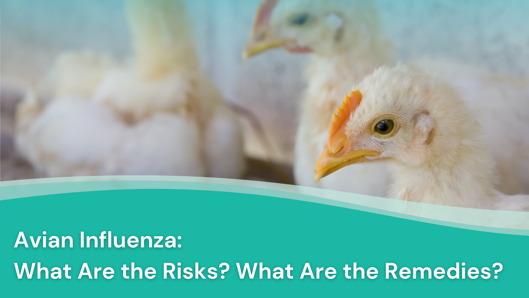 Avian Influenza (Bird Flu): It’s Resurgence, Risks, and Treatment