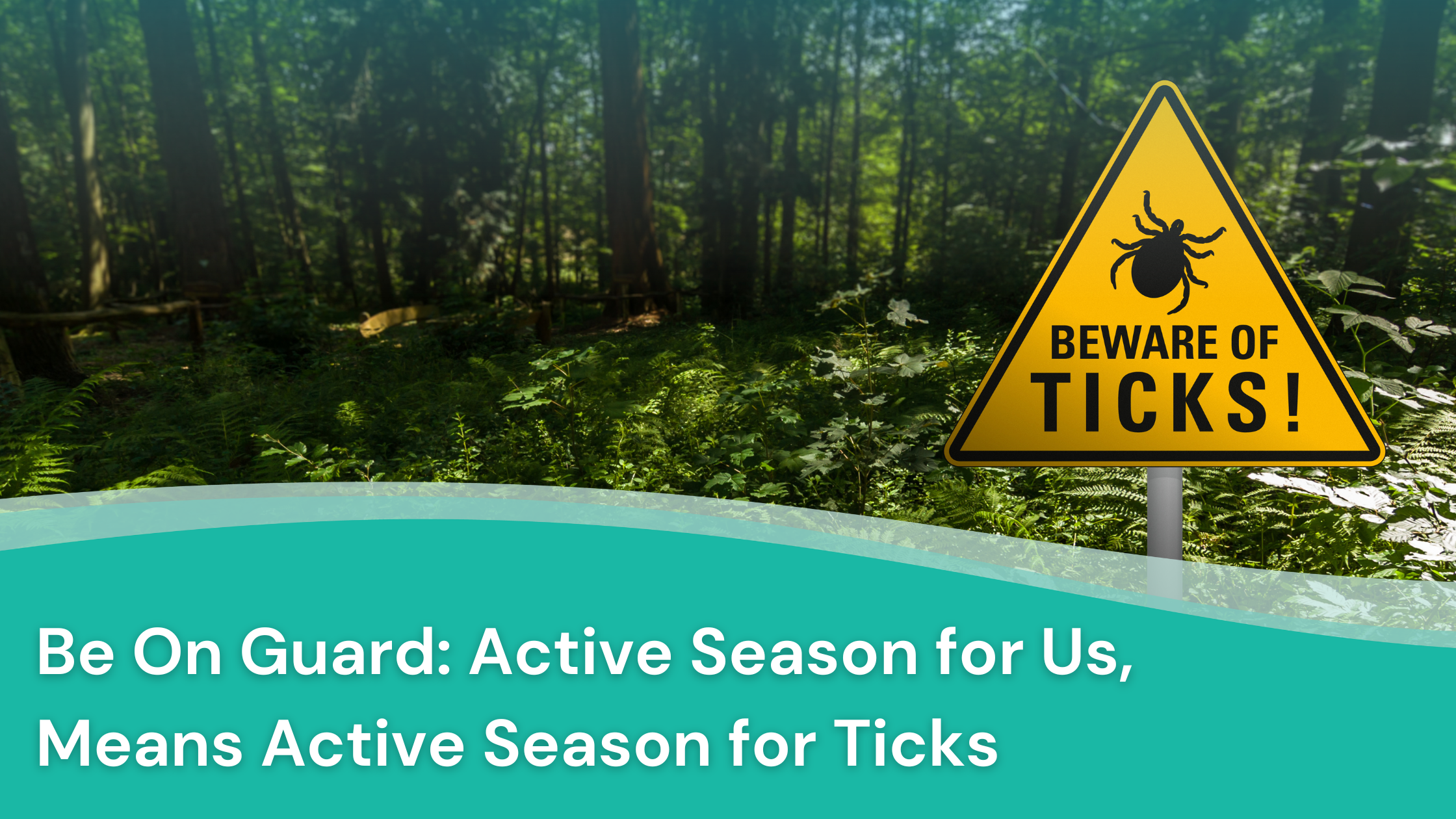 Stop Ticks in Their Tracks: Prevention, Removal, and Treatment